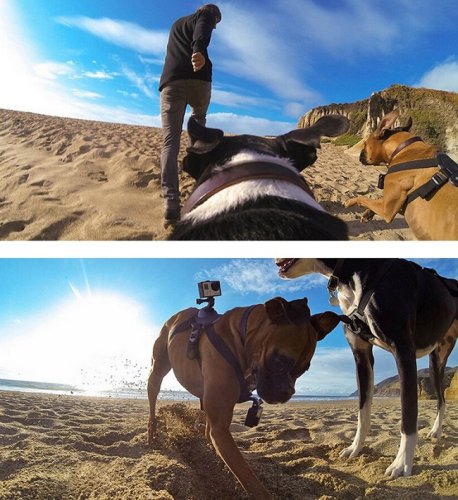 Psí postroj pro kamery GoPro (GP-124-DOG)