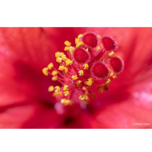 Laowa 65mm f/2,8 Ultra-Macro 2:1 pro Nikon Z