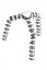 forDSLR Gorilla tripod, nosnost 3000g