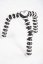 forDSLR Gorilla tripod, nosnost 3000g