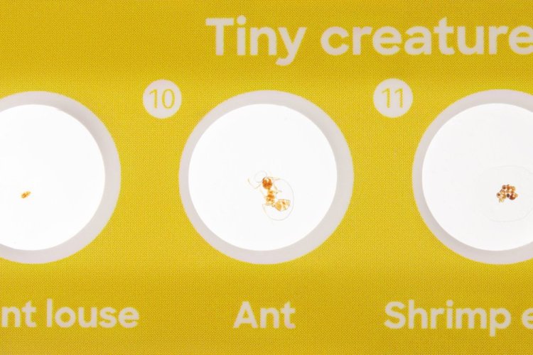 Discovery Fauna 12 hotových preparátů