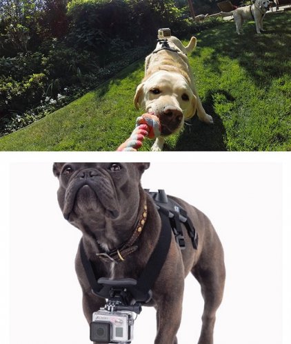 Postroj pro psa pro kamery GoPro